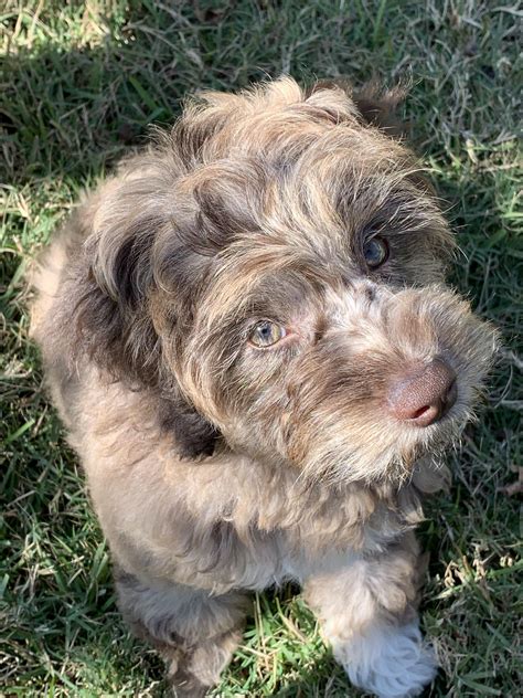 New Puppy First Post Meet Gracie Raww