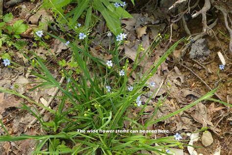 Sisyrinchium Angustifolium Blue Eyed Grass Awesome Native Plants