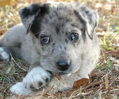 Use the search tool below and browse adoptable. Catahoula Australian Shepherd Mix Puppies For Sale | PETSIDI