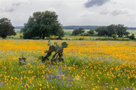 Field Of Yellow Texas Wildflowers Stock Photo Image Of Orange