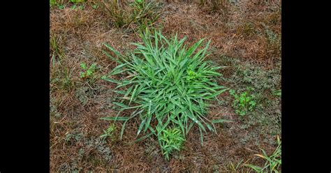 How To Prevent Crabgrass The Andersons Home And Garden