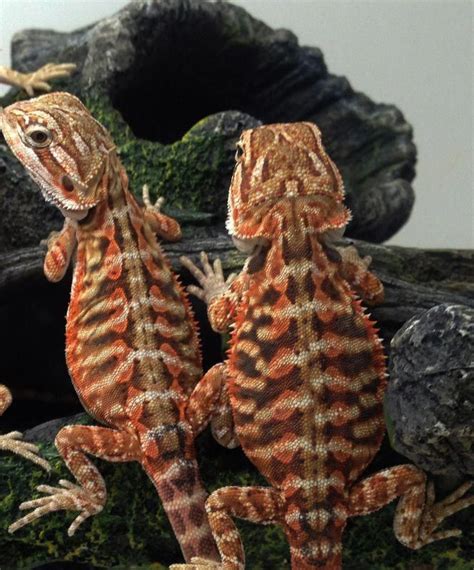 20 Different Types Of Bearded Dragons With Colors Species And Pictures
