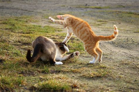 One may have the upper hand for a round or two, but will then let the other cat take charge. How Do You Break Up a Cat Fight? - CatVills