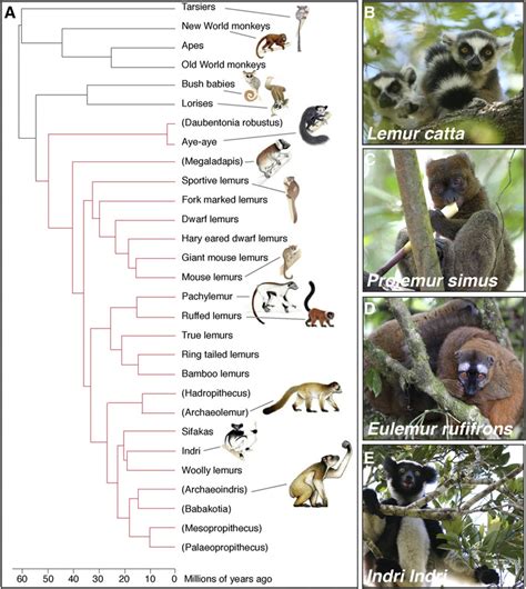 Darwins Finches Of The Primates A Phylogenetic Tree Of The 100