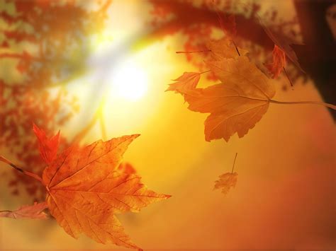 Golden Autumn Leaves Computer Wallpapers Desktop Backgrounds