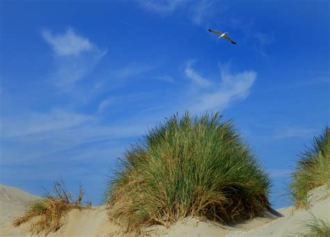 Free Images Beach Landscape Sea Coast Sand Sky Wind Seagull