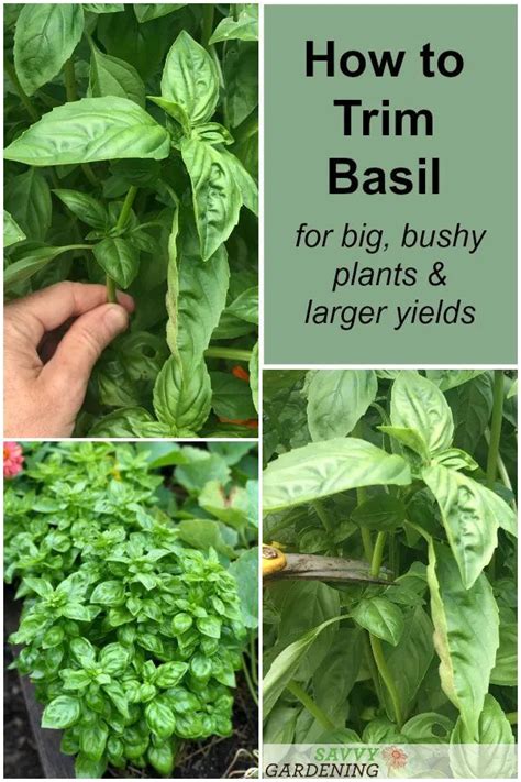 How To Trim Basil How To Prune Basil How To Grow Herbs Growing