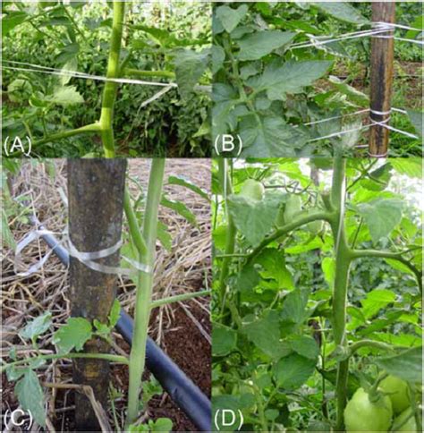 Figura 5 Detalhe Do Amarrio De Plantas Nos Sistemas De A B