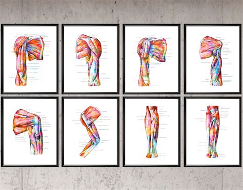 Anatomical Muscular System Print Set Arm Muscles Poster Etsy