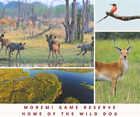 Four Must Visit Game Reserves In Botswana Discover Africa Safaris