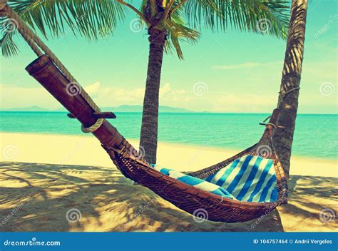 Beautiful Beach Hammock Between Two Palm Trees On The Beach Stock