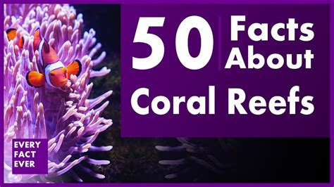 50 Facts About Coral Reefs Every Fact Ever Youtube