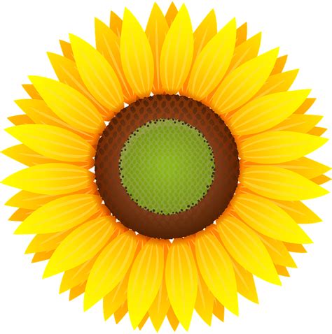 Sunflower Head Svg