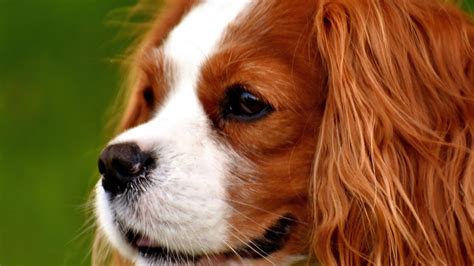 The Best Cavalier Health And Information Resources Bliss Cavalier Rescue