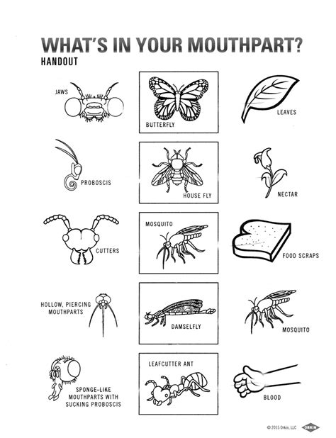 Bridges span, or stretch across, deep pits in the earth, bodies of water, and roads. A school of fish: Insect Mouthparts Activity
