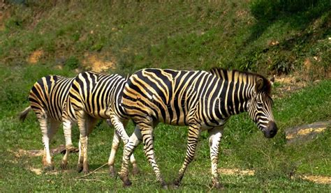 Zebras Stock Image Image Of Black Wildlife Striped 35063329