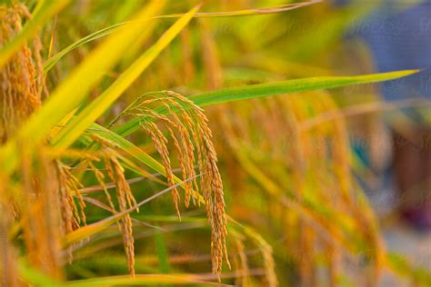 Close Up Of Golden Rice In The Rice Field By Stocksy Contributor Bo