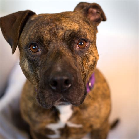 Shelter Dogs Of Portland Billy The Kid Nice Brindle Pitbull