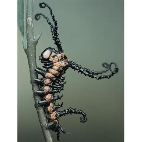 See A Caterpillar Overtaken By Venom Symbiote — Geektyrant