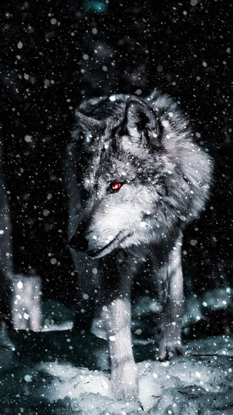 Free Download Alpha Wolf Iphone Wallpaper Wolf Photography Iphone