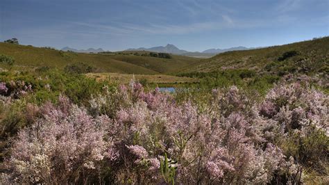 Fynbos Biome The Cape Sugarbird Promerops Cafer Is One Of The Six