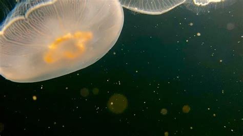 Sunset Marine Labs Live Jellyfish Aquariums Your Premier Source