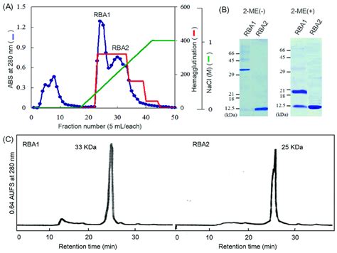 Purification Of The Rice Bran Lectins Rbas A The Rbas Obtained By