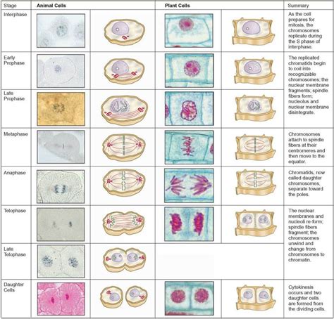 Plant Cell Diagram Mitosis Pin On Igcse Final Phase Of Mitosis