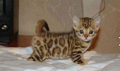 A cat that does not shed no inconvenienceowners. Bengal cats are hypoallergenic, shed less than regular ...