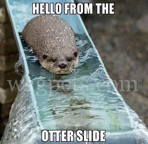 Hello From The Otter Slide Funny Cute Memes Animal Memes Hello Meme