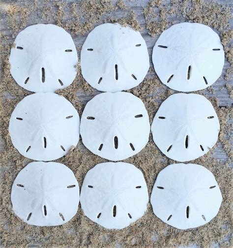 Sand Dollar Real Sand Dollars 2 12 3 Set Of 9 Sand Dollar