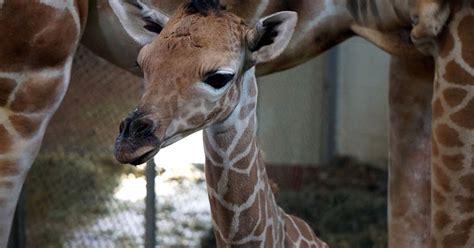 Cheyenne Mountain Zoo Welcomes Baby Giraffe Cbs Colorado