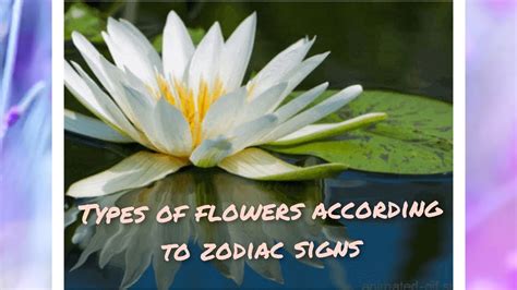 Types Of Flowers According To Zodiac Sign ️💐 🌸🌹🌺🌻🌼 ️ Youtube