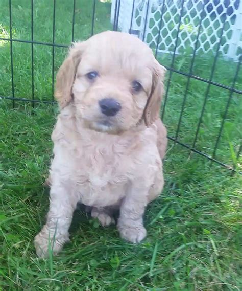 If you are looking to adopt or buy a goldendoodle take a look here! Goldendoodle Puppies For Sale | Oxford, MI #162704