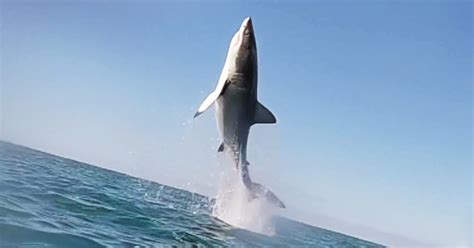 A person away from his or her usual environment or activities. Watch This Leaping Great White Shark Get Some Serious Air ...