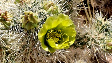 Cholla Cactus Bloom California Desert Southern California Plants