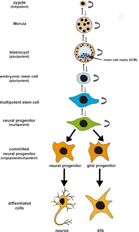 Classification Of Stem Cells Based On Differentiation Potential Tscs