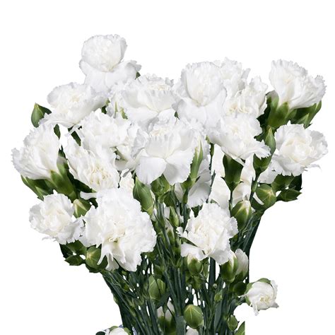 100 Stems Of White Spray Carnations Beautiful Fresh Cut Flowers
