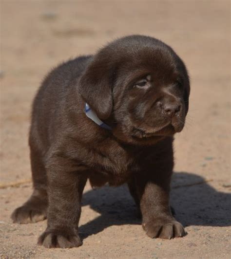 Explore 45 listings for chocolate lab puppies for sale at best prices. Female Chocolate Lab Puppies For Sale