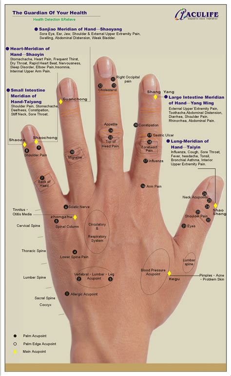 Acupoint Handmap Back Of Hand Hand Reflexology Reflexology