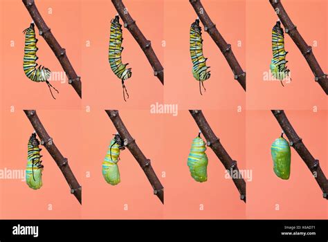 Monarch Butterfly Pupation Metamorphosis From Caterpillar To Chrysalis