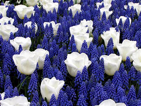 Sep 16, 2021 · the bulbs need a cold period to initiate flowers and enough time in the ground to develop a strong root system before spring growth. Blue and White Spring Bulbs for sale! Buy online for: £ 4.99