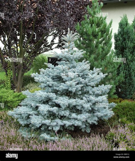 Colorado Blue Spruce Picea Pungens Koster Picea Pungens Koster