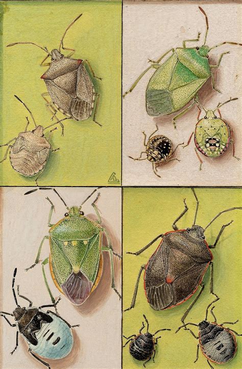 Stink Bug Life Cycle Pictures Genevie Morrill