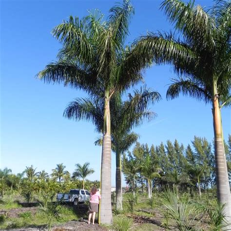 Royal Palm Roystonea Regia Palmco Wholesale Palms Florida