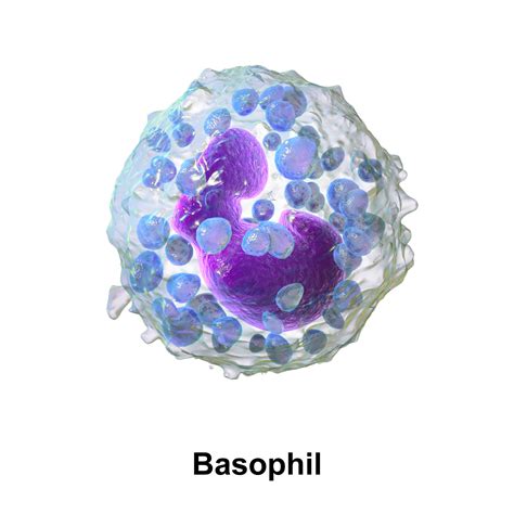 Blausen 0077 Basophil Granulocyte English Labels Anatomytool