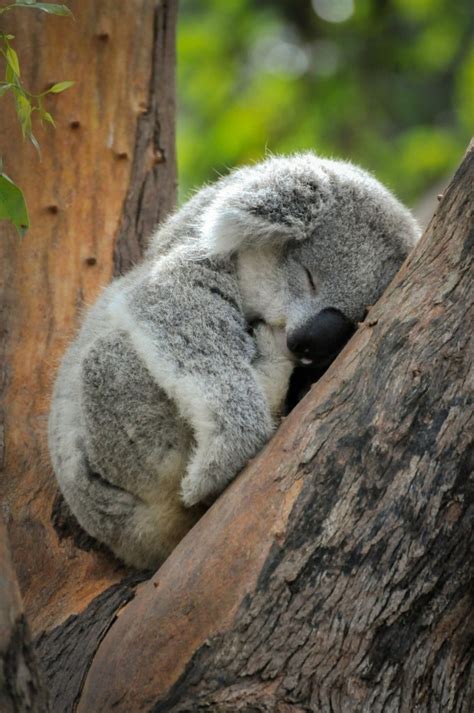 Les Meilleures Photos Et Vidéos De Bébé Koala