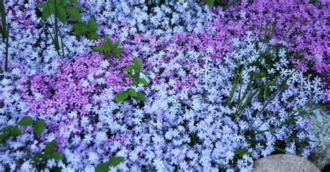 These gorgeous ground cover ideas will inspire you. Ground Cover Plants