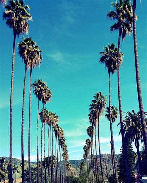 Palm Trees In Los Angeles California Palm Tree Lined Street Etsy