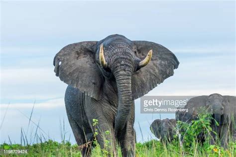 Female African Elephant Photos And Premium High Res Pictures Getty Images